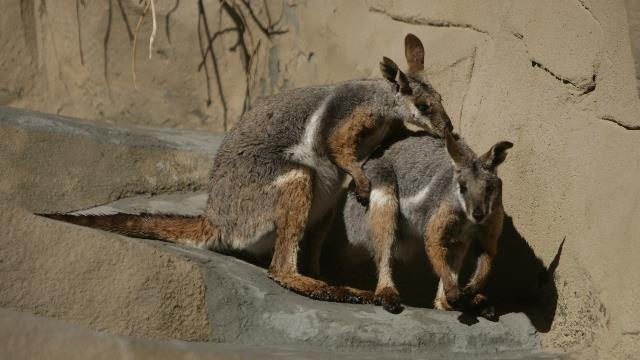 20101201-20101130__D0H2033_yellow-footed rock wallaby.JPG