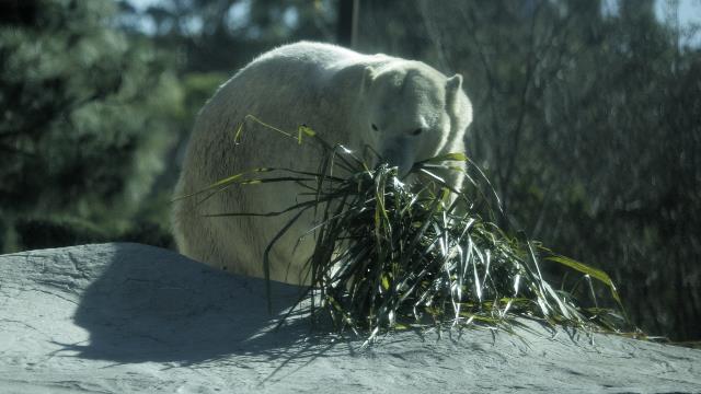 20101201-20101130__D0H2231_polar bear.JPG