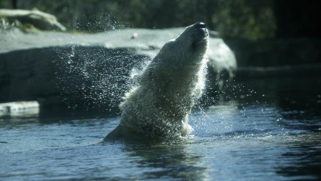 20101201-20101130__D0H2262_polar bear.JPG