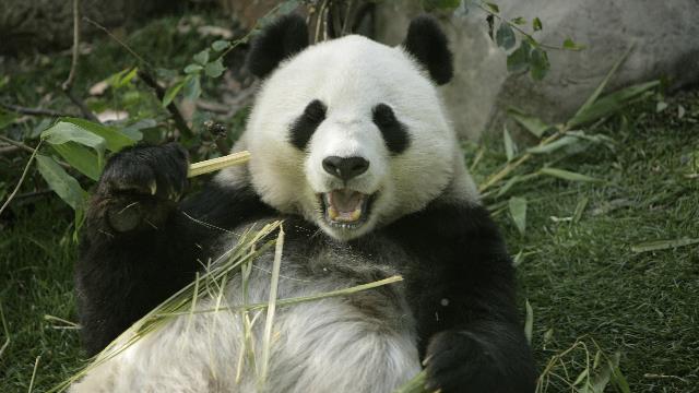 20101201-20101130__D0H2304_panda mom.JPG