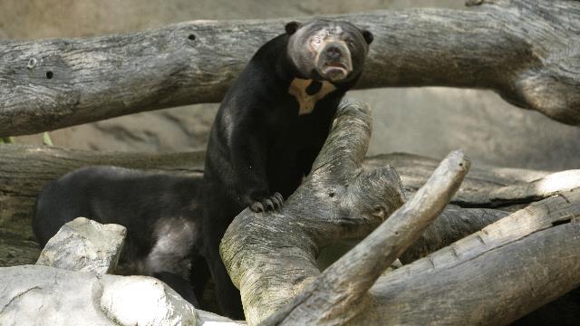 20101201-20101130__D0H2374_Bornean sun bear.JPG