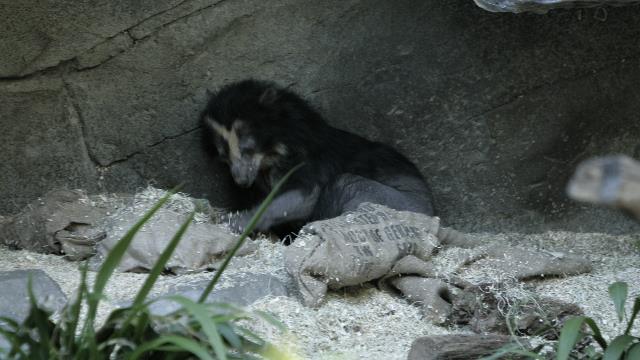 20101201-20101130__D0H2430_spectacled bear.JPG