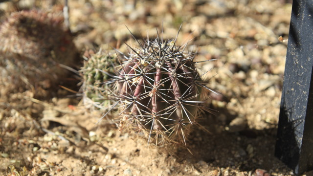 20121211-20121210__MG_1643 baby saguaro.JPG