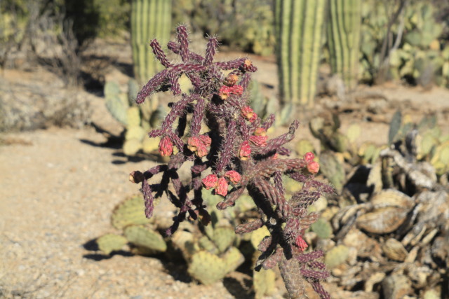 20121211-20121210__MG_1664 staghorn cholla.JPG