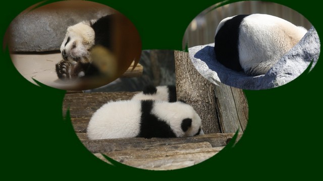 20160401-2016-04-01_panda montage small.jpg